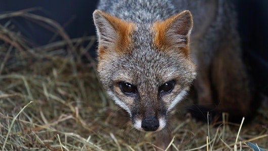 Es propósito es recuperar la fauna silvestre del suroriente de Boyacá. Foto: Cortesía.