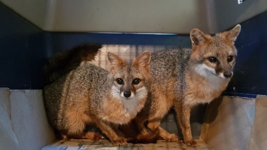 En lo que va de 2017 la CAR ha recuperado 220 animales silvestres. Foto:CAR