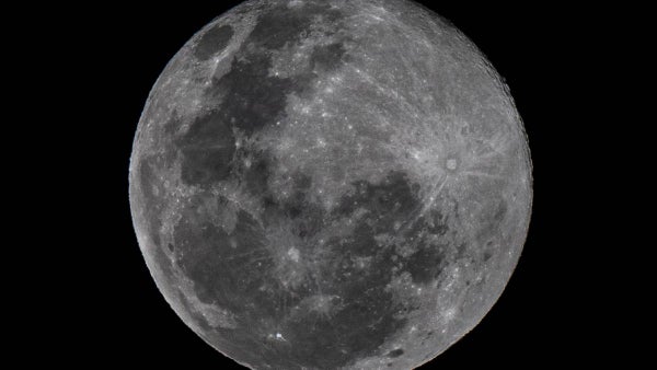 Científicos llevarán especies en vía de extinción a la Luna: esta es la propuesta