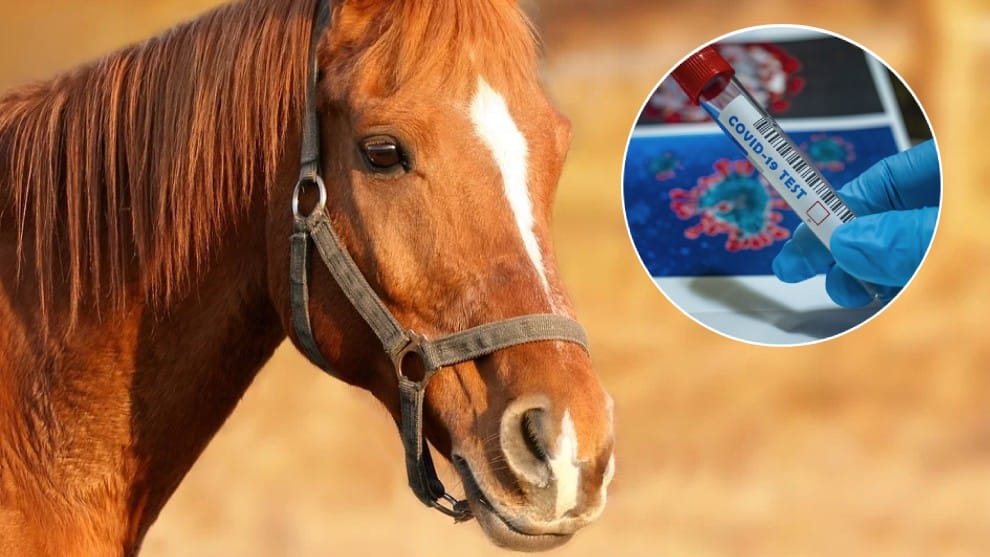 Vacuna contra covid-19