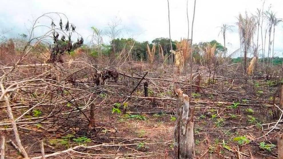 tala de árboles en la isla de Tierrabomba