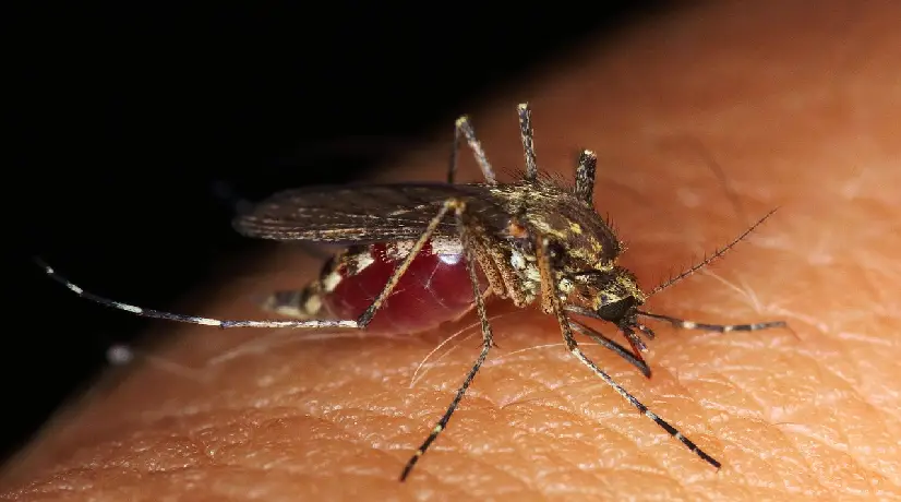 ¿Hasta qué temperatura puede sobrevivir el mosquito del Dengue?