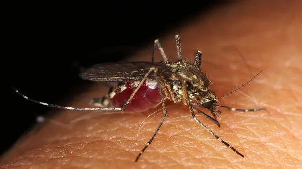 ¿Hasta qué temperatura puede sobrevivir el mosquito del Dengue? ¿Hasta qué temperatura puede sobrevivir el mosquito del Dengue?