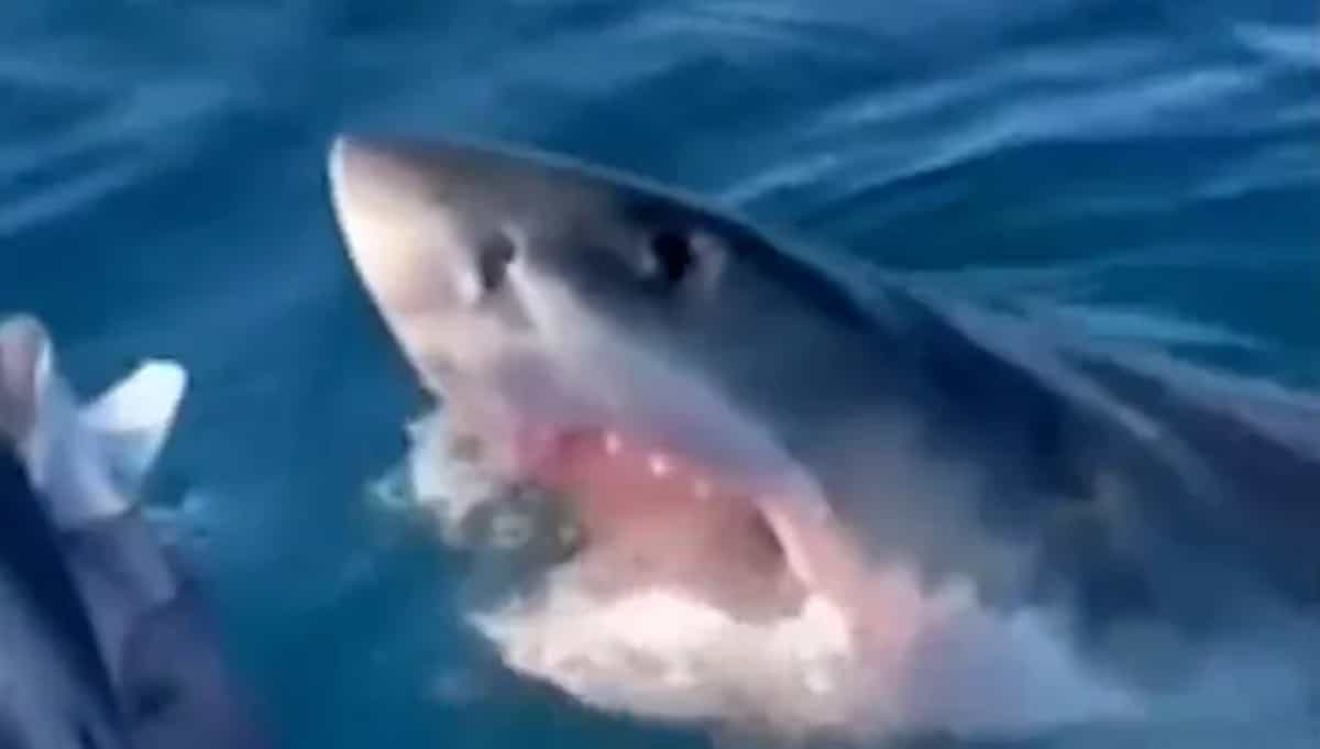 Ataque de tiburón en Australia