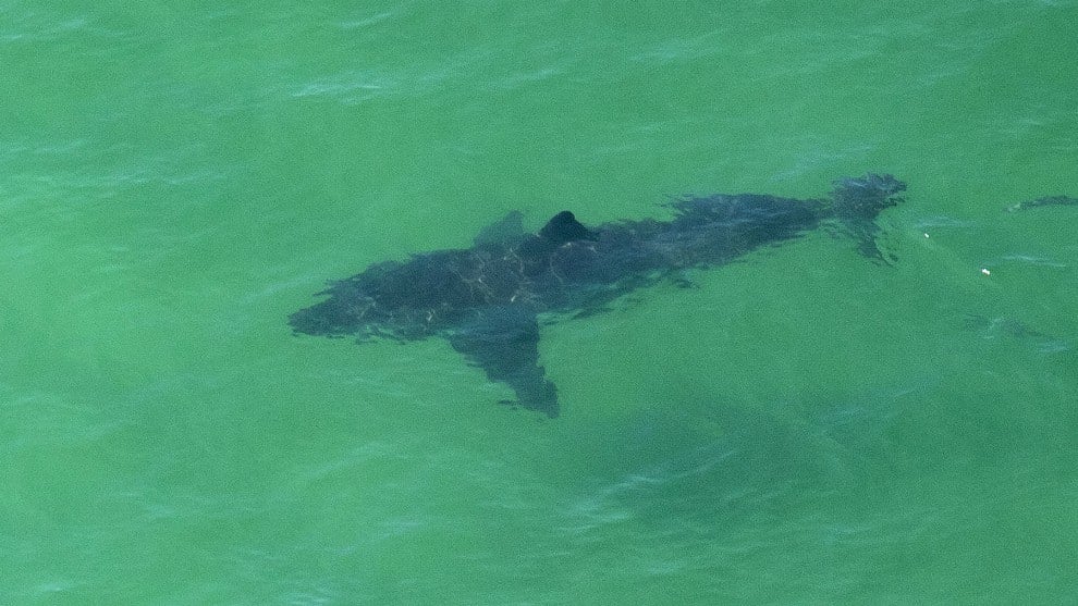 Polémica por resolución que permite la caza de tiburones y comercio de aletas