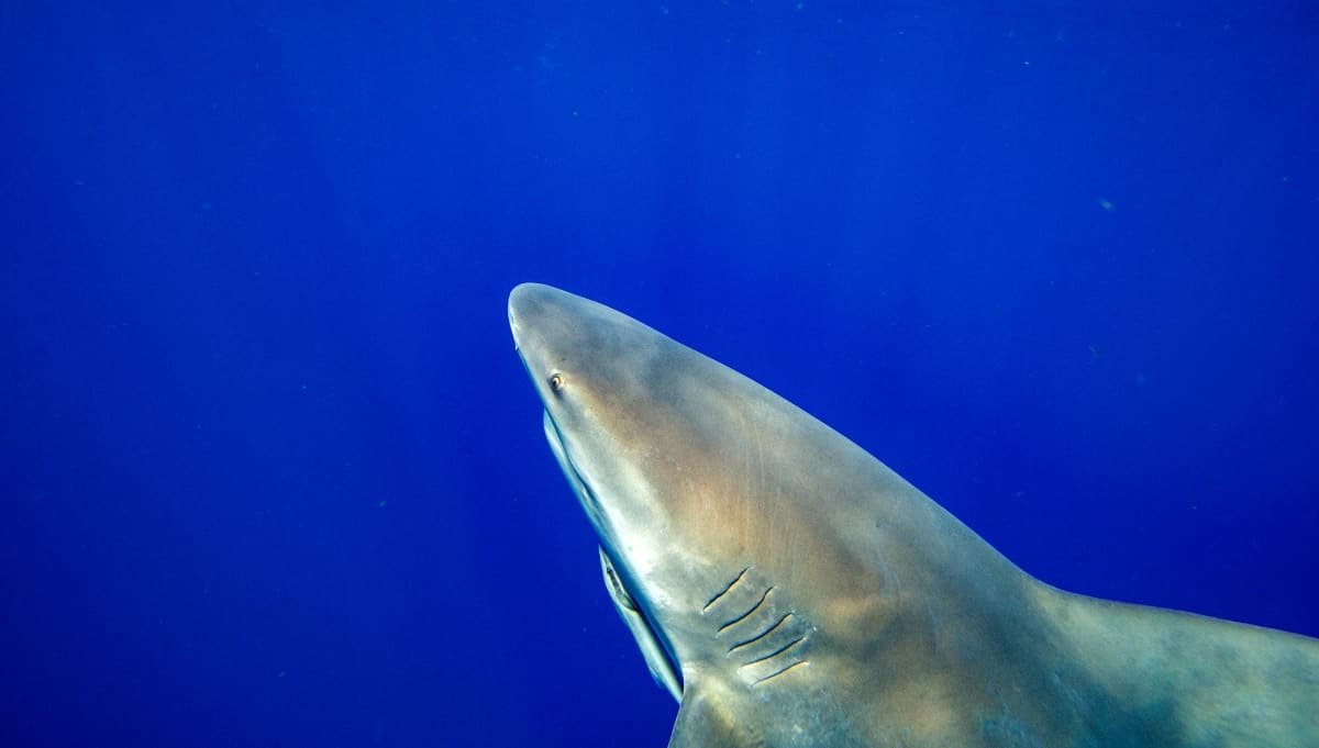 Tiburones en Colombis
