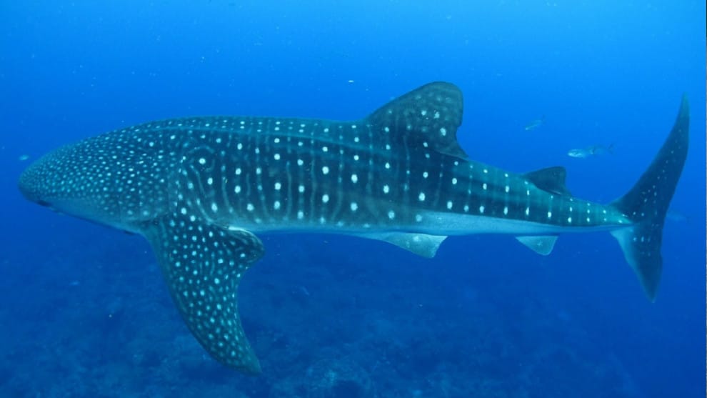 El cuerpo del tiburón ballena casi superaba en peso y dimensiones a la embarcación que lo remolcaba.