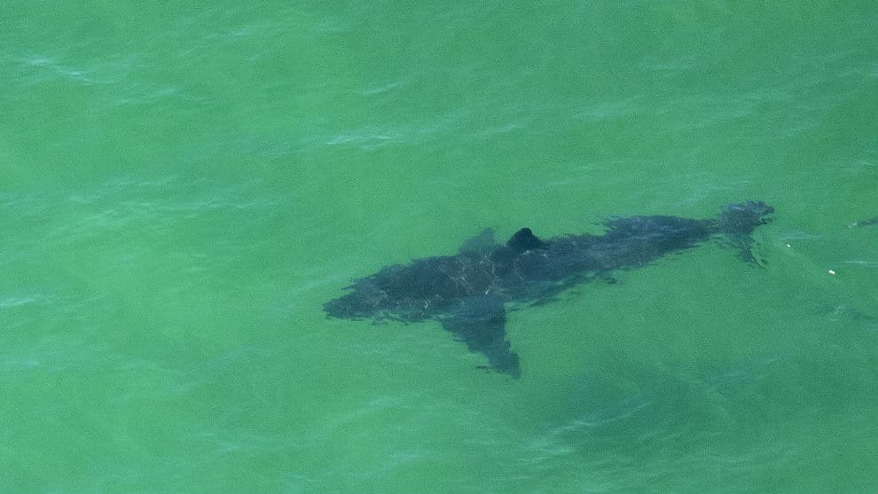Los tiburones de esta zona del Caribe colombiano están en "mejor estado de salud" que los de otras regiones del mundo como las Bahamas. Foto: AFP