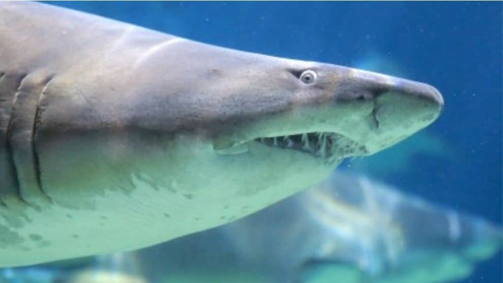 VIDEO: un tiburón se come a otro frente a varias personas en un acuario