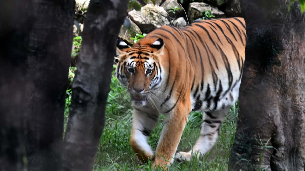Tigre en India