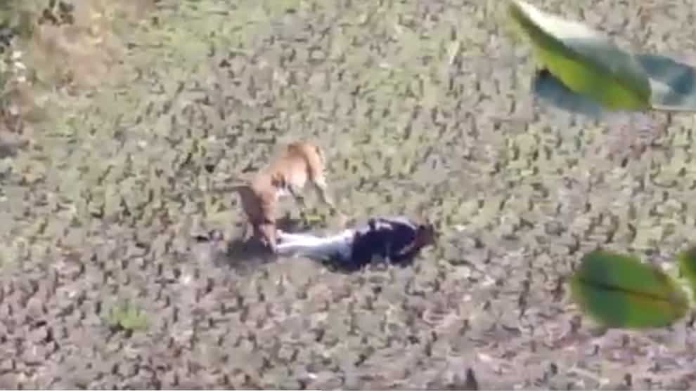 Un hombre se hace el muerto frente a un tigre y sale bien librado