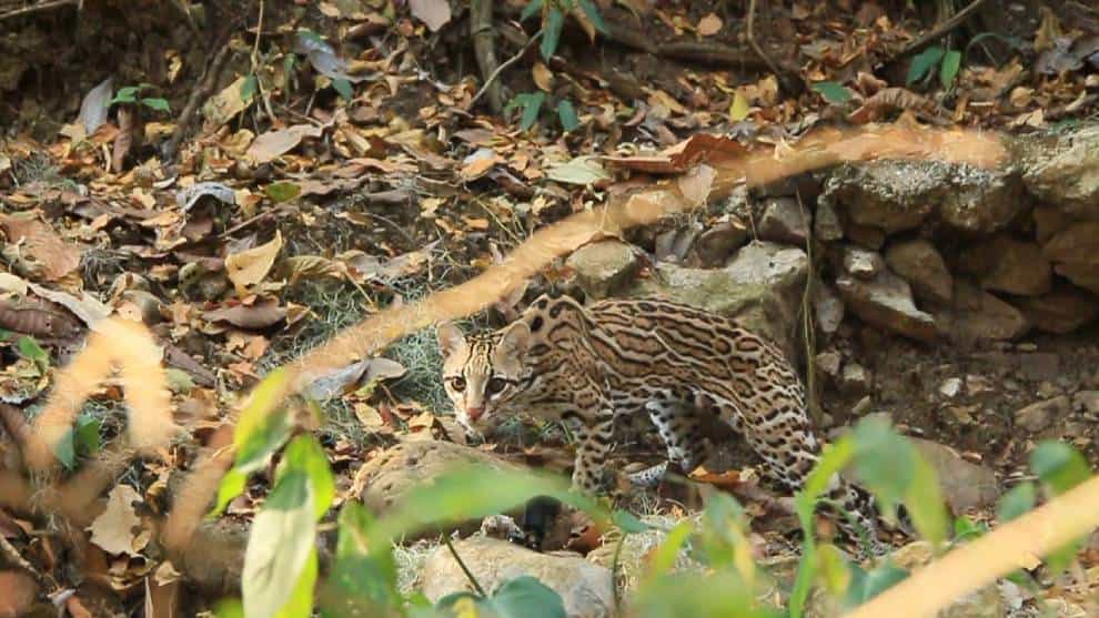 En el Huila #NosQuedamosEnCasa y nos pareció ver un lindo tigrillo