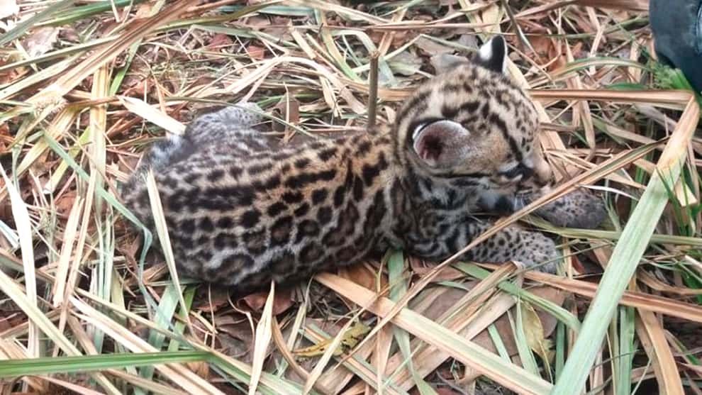 tigrillo rescatado en Sucre