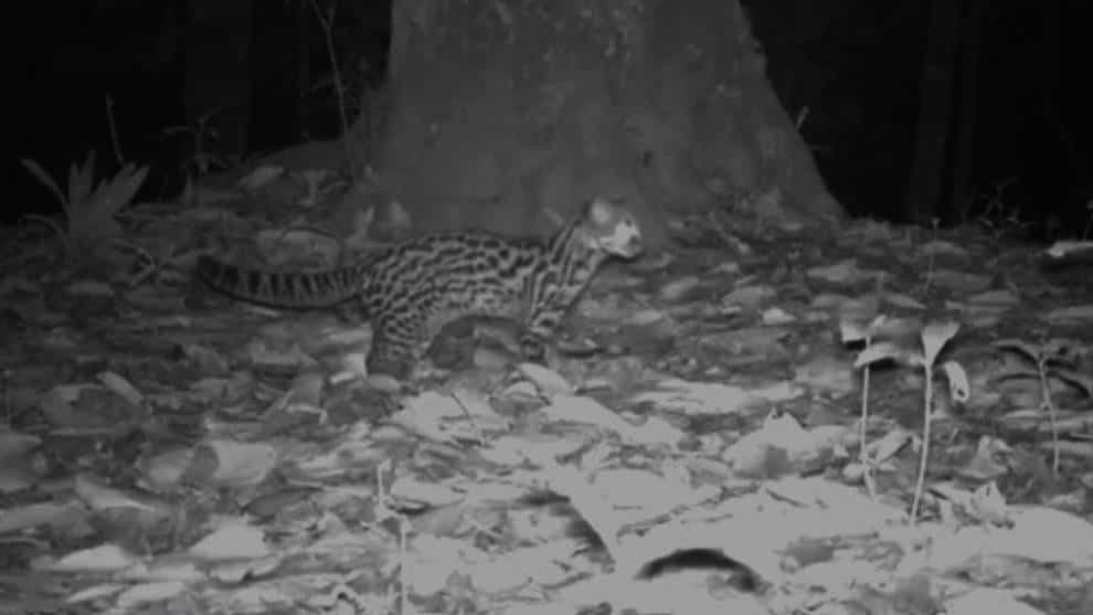 Tigrillo en el Valle