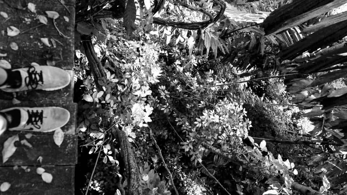 José Alejandro Cárdenas Romero, de 10 años, perdió la vida en una atracción de un ecoparque.