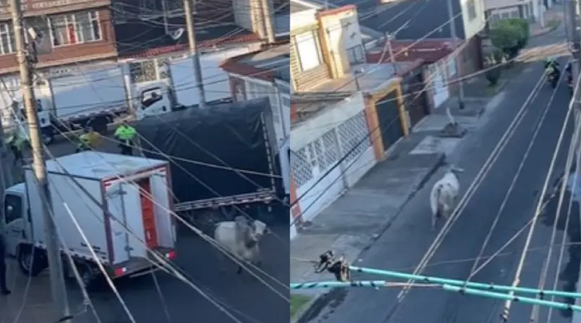 Foto: captura de pantalla / Twitter Toro en Bogotá