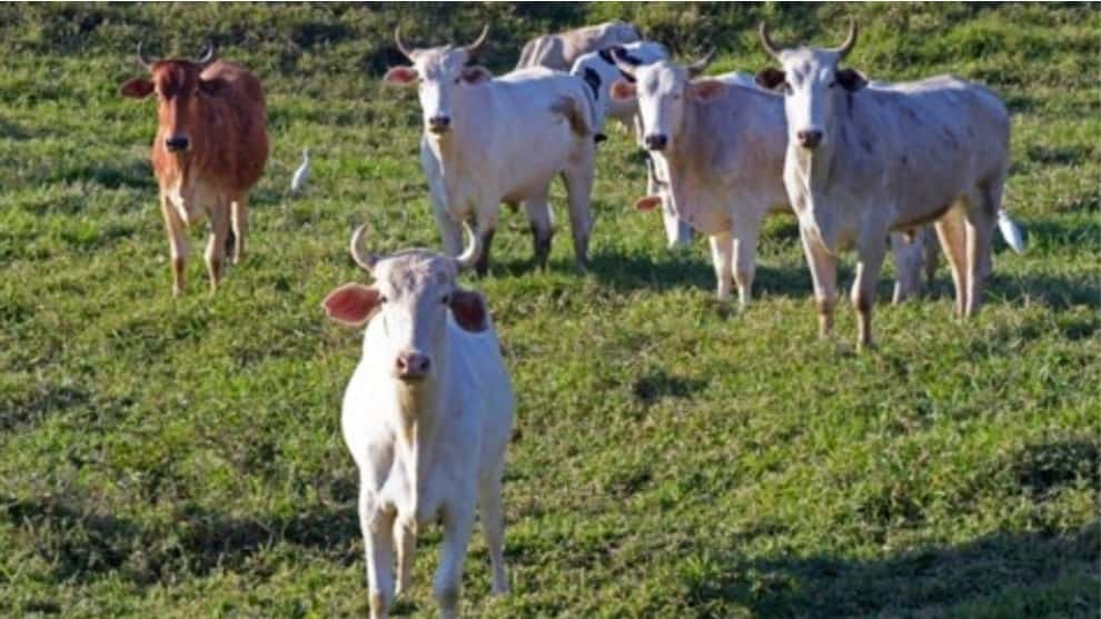 ¿Alienígenas o satanismo? La macabra mutilación de toros que inquieta en EEUU