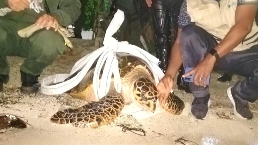 Tortuga carey San Andrés