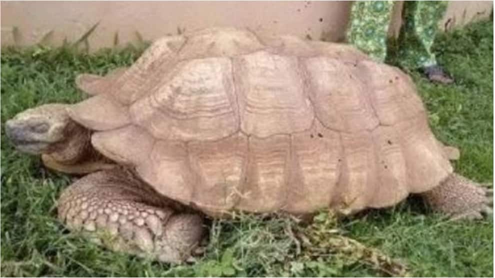 La particular historia de una tortuga que tenía sirvientes y era la consentida de un rey en Nigeria