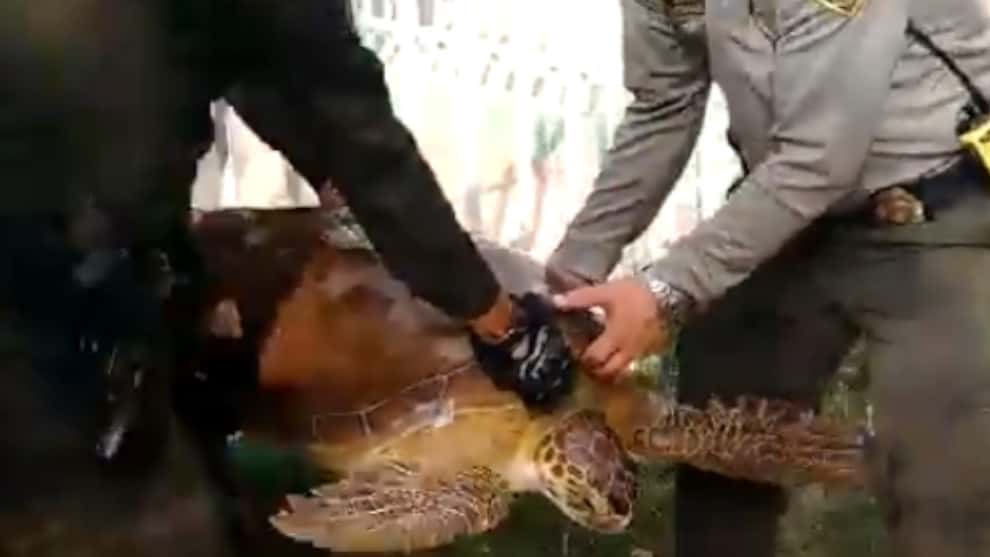 La tortuga se encuentra en recuperación.