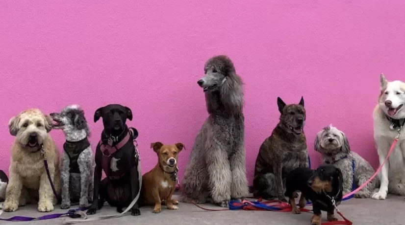 Avianca cambió políticas para transportar mascotas