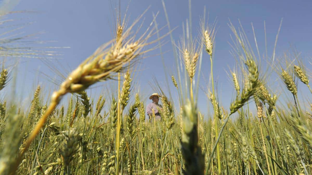 La crisis en la exportación de trigo por la invasión rusa a Ucrania