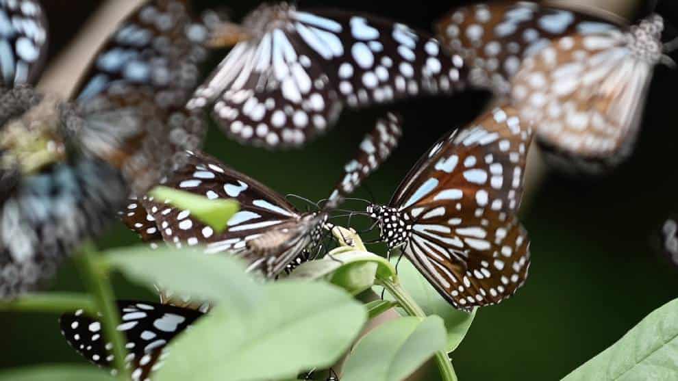 Más del 80% de hábitats naturales de la UE en grave estado