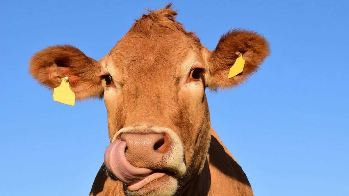 Cambiar la alimentación de las vacas podría causar menos metano