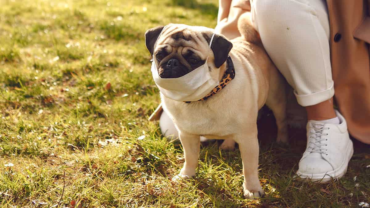 Vacuna covid para animales