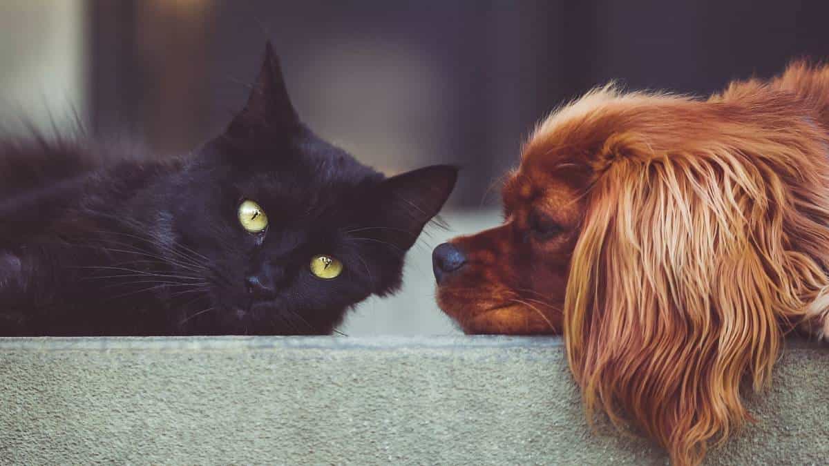 Minsalud cuenta con $8.000 millones para prevención de la rabia