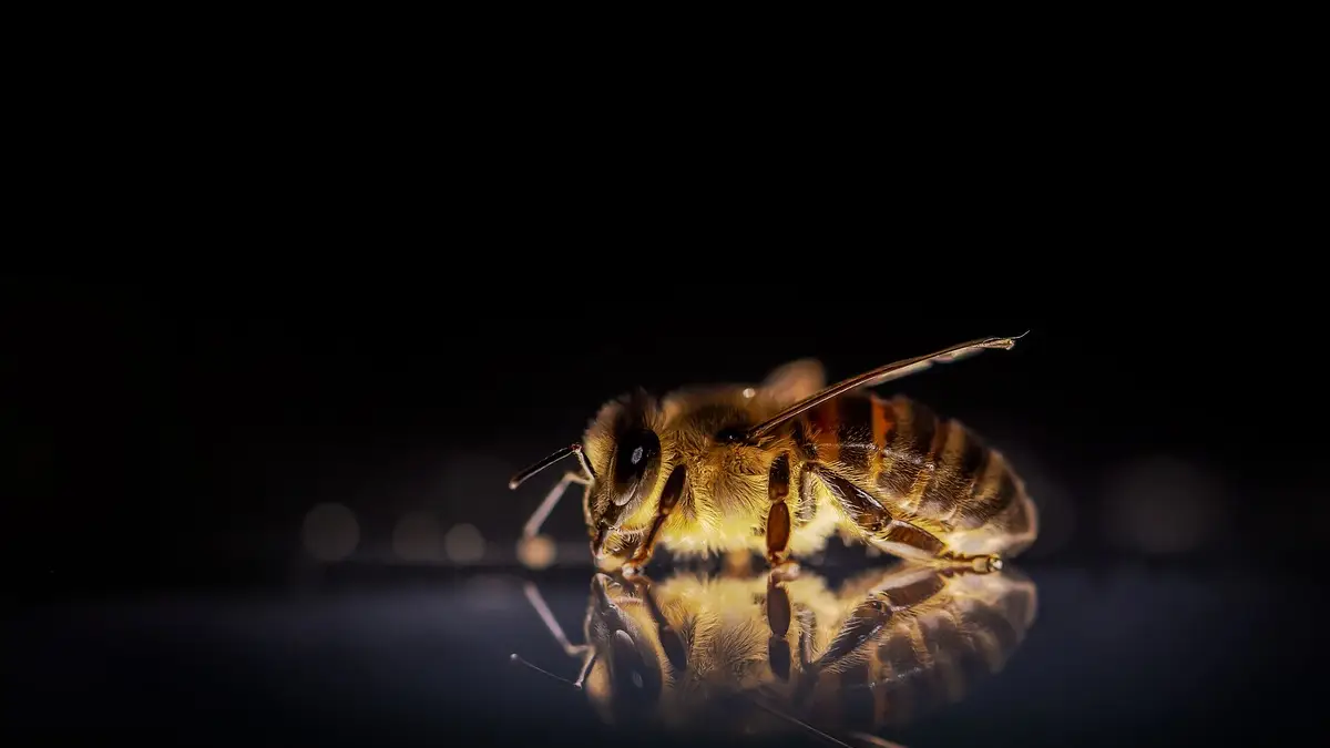 Foto: Pixabay Mujer golpea a su amiga por quitarle un insecto