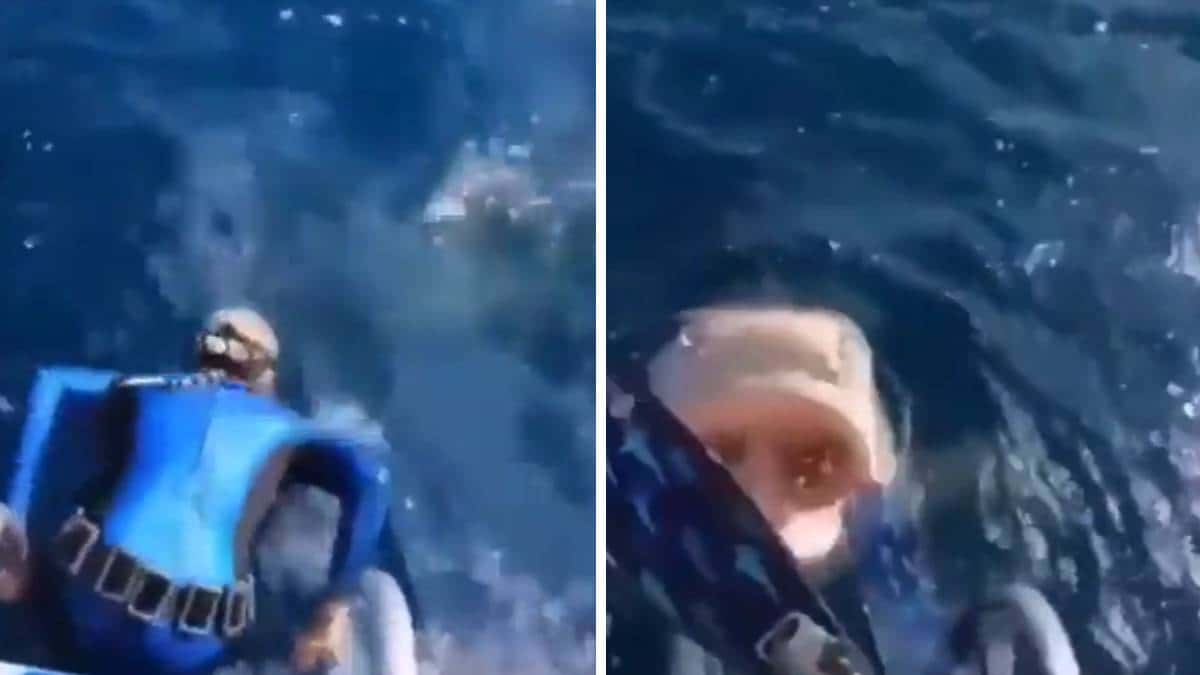 Video: Buceadora se encontró con tiburón antes de nadar