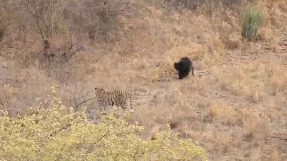 Un oso perezoso se enfrenta a dos tigres en un parque en India, el resultado es inesperado