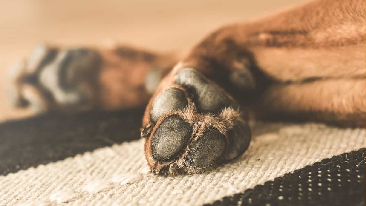 Violencia contra los animales