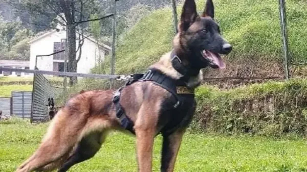 Wilson, el perro de las Fuerzas Militares que se convirtió en héroe, tendrá una estatua