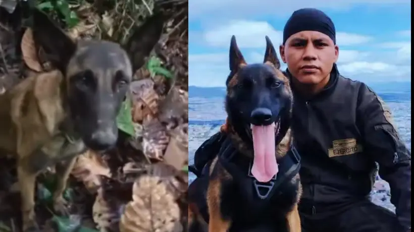 Ejército señala que el perro encontrado en la selva del Caquetá no es Wilson