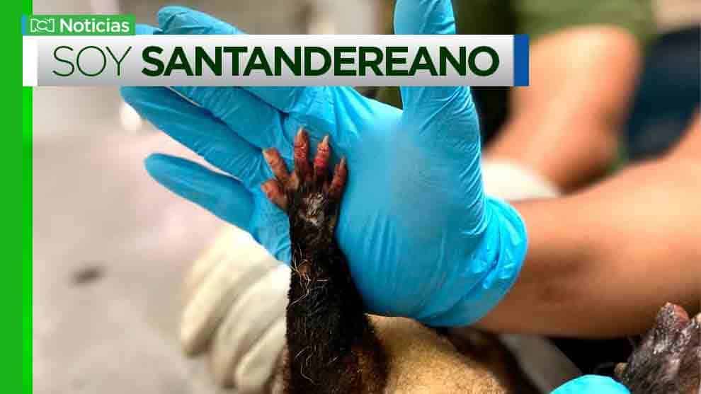 zarigüeya rescatada en Santander