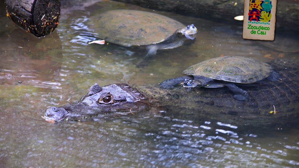 Foto: @zoologicodecali Twitter Zoológicos piden ayuda para superar el coronavirus