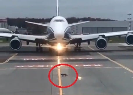 VIDEO: un zorro se atravesó en la pista de un aeropuerto antes del despegue de avión
