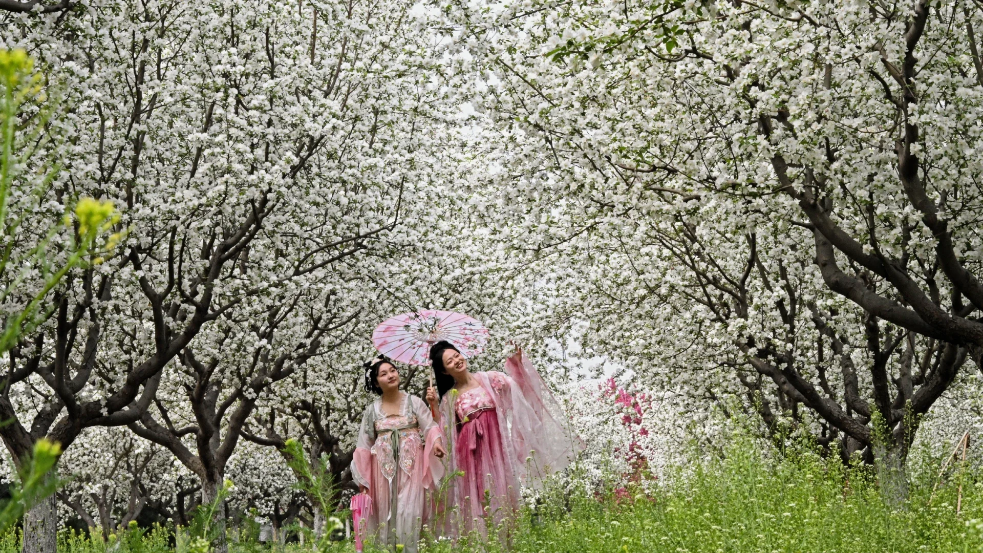 Los impresionantes manzanos en China