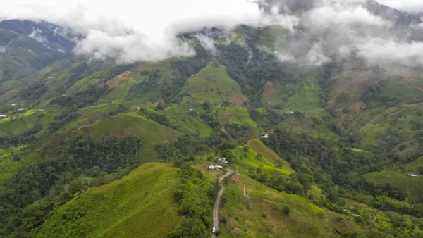 Así es como las disidencias controlan las economías ilegales en el Cauca