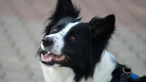 ¡Sorprendente! Border Collie salva a su dueño de hurto en la calle ¡Todo un héroe! ¡Sorprendente! Border Collie salva a su dueño de hurto en la calle ¡Todo un héroe!