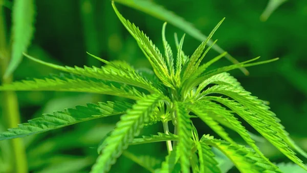 Estados Unidos aliviaría restricciones a la marihuana en una decisión histórica Estados Unidos aliviaría restricciones a la marihuana en una decisión histórica