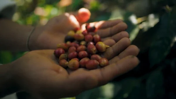 Café Kogui: tradición ancestral y sostenibilidad en la Sierra Nevada de Santa Marta