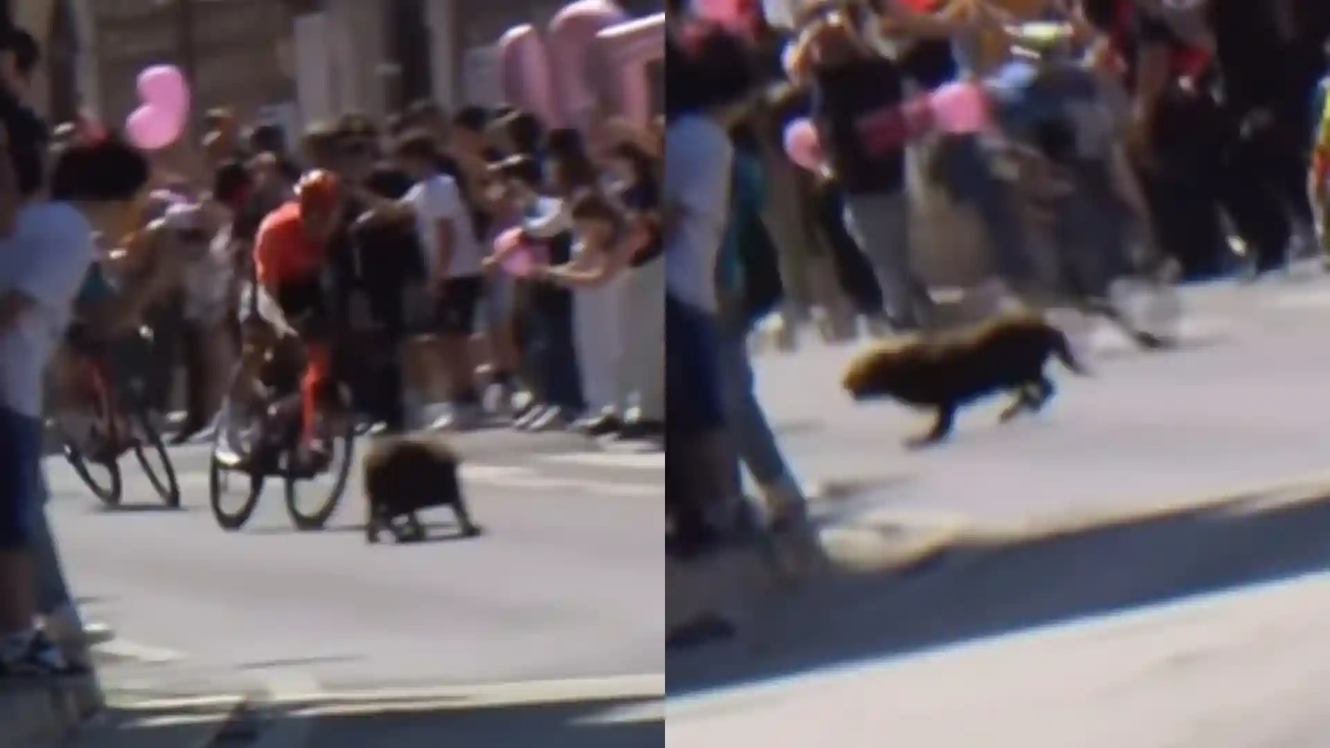 Perro ingresó al Giro de Italia