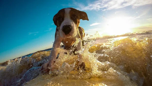 ¿Ha visto perros surfeando? Así fue la divertida competencia de DogSurf que se realizó en España ¿Ha visto perros surfeando? Así fue la divertida competencia de DogSurf que se realizó en España