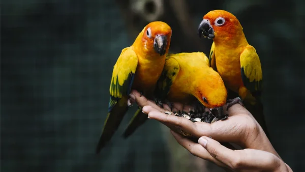 La relación entre el avistamiento de aves y la salud mental: evidencia científica y beneficios