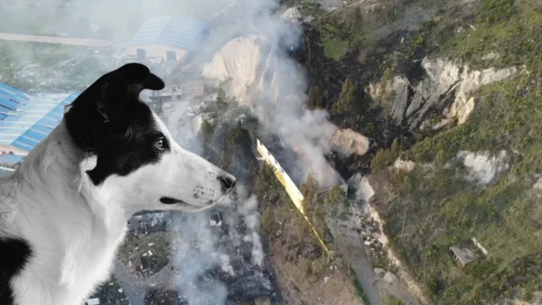 Estaban en shock: 36 animales fueron rescatados durante la explosión en la polvorería en Soacha