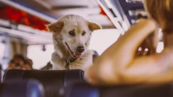 Nueva aerolínea ofrece viajes exclusivos para los perros y sus dueños