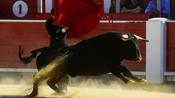 Corridas de toros en Colombia fueron prohibidas por el Congreso en cuarto y último debate: ¿qué sigue? Corridas de toros en Colombia fueron prohibidas por el Congreso en cuarto y último debate: ¿qué sigue?